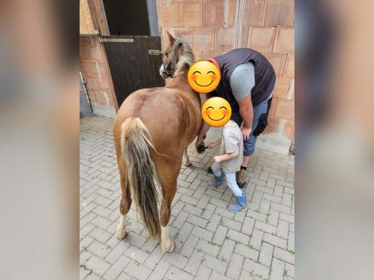 Welsh PB (Partbred) Gelding 4 years 11.3 hh Chestnut-Red in Hanstein-Rusteberg