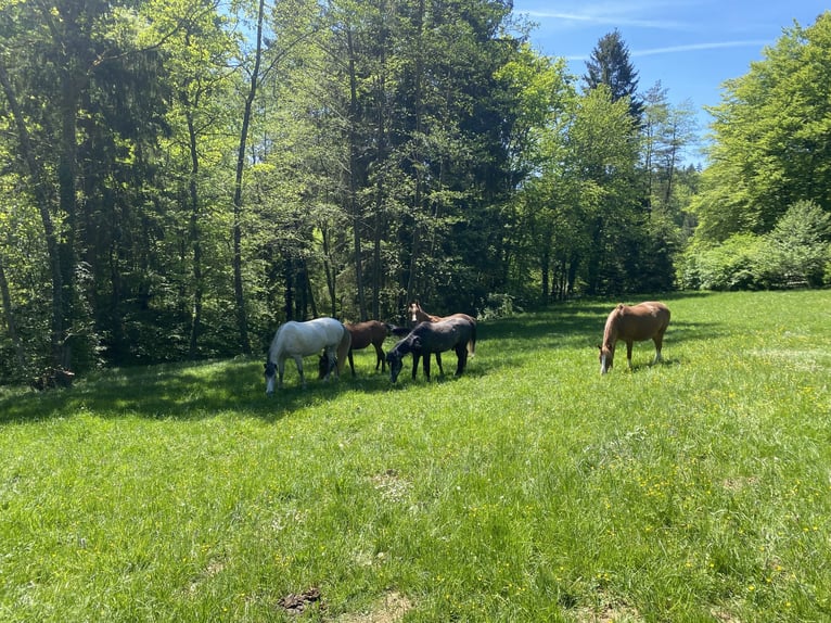 Welsh PB (Partbred) Mix Gelding 4 years 13.2 hh Grey-Dark-Tan in Bad Schwanberg