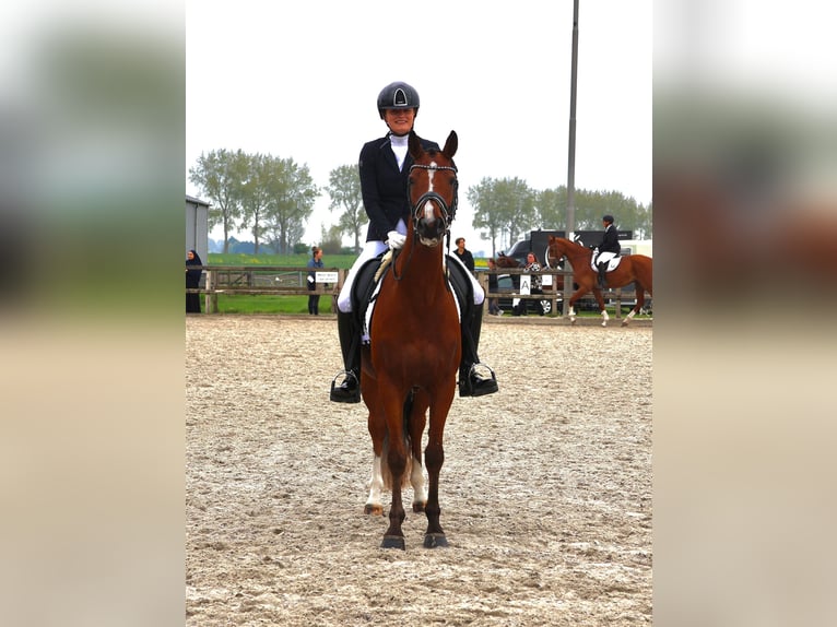 Welsh PB (Partbred) Gelding 4 years 15 hh Brown in Vechta