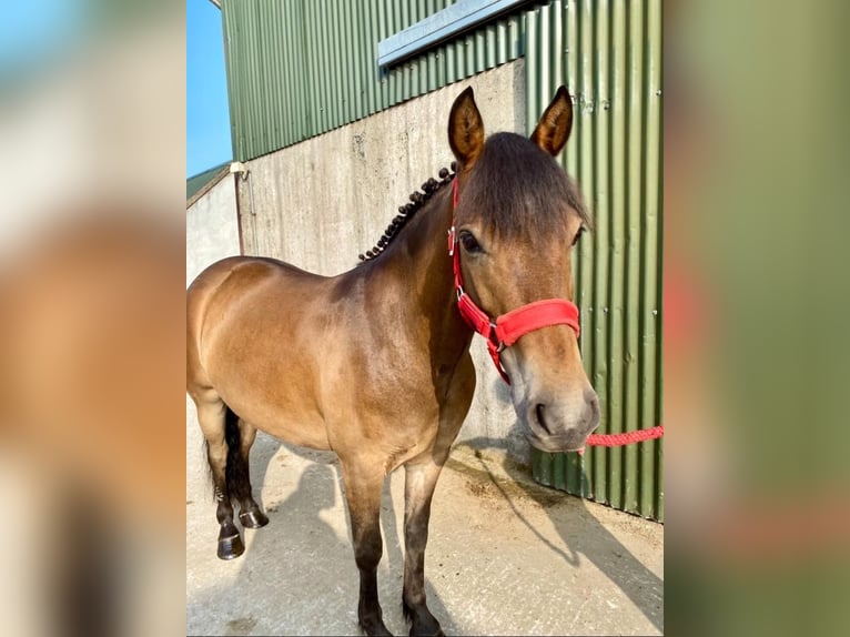 Welsh PB (Partbred) Gelding 5 years 12,1 hh Brown in Sligo