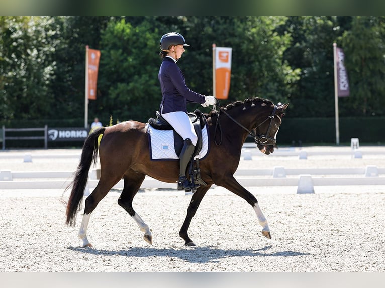 Welsh PB (Partbred) Gelding 5 years 13.1 hh Smoky-Black in Garyp