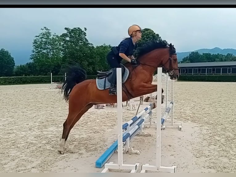 Welsh PB (Partbred) Gelding 5 years 14.1 hh Brown in Borgo San Dalmazzo