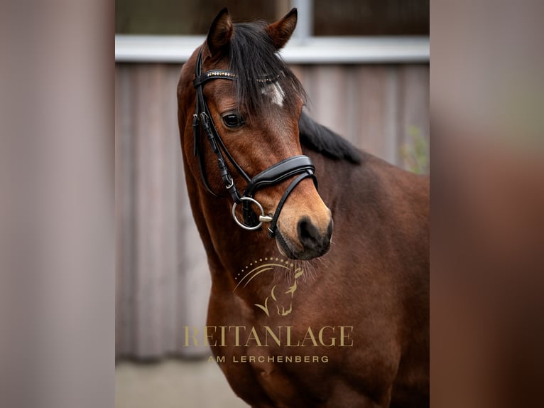 Welsh PB (Partbred) Gelding 5 years 14,2 hh Brown in F&#xFC;rth