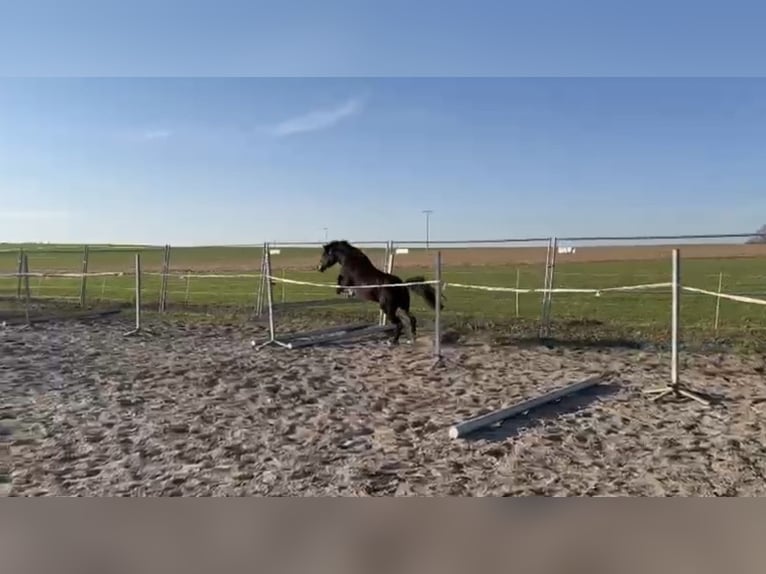 Welsh PB (Partbred) Gelding 6 years 13.1 hh Bay-Dark in Deuerling