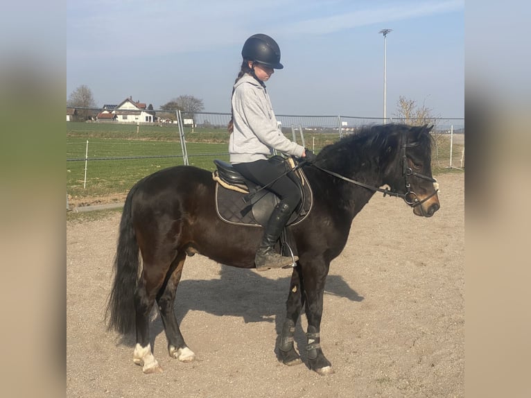 Welsh PB (Partbred) Gelding 6 years 13.1 hh Bay-Dark in Deuerling