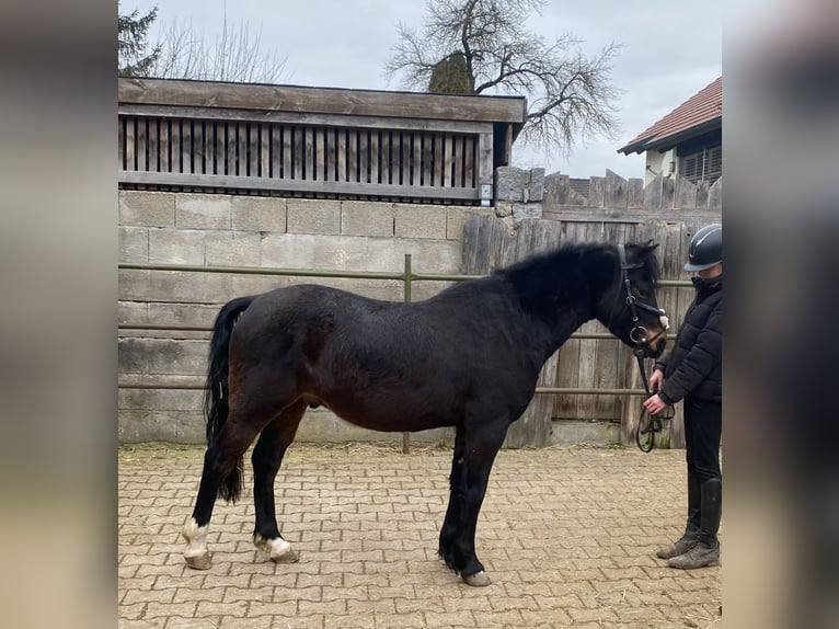 Welsh PB (Partbred) Gelding 6 years 13.1 hh Bay-Dark in Deuerling
