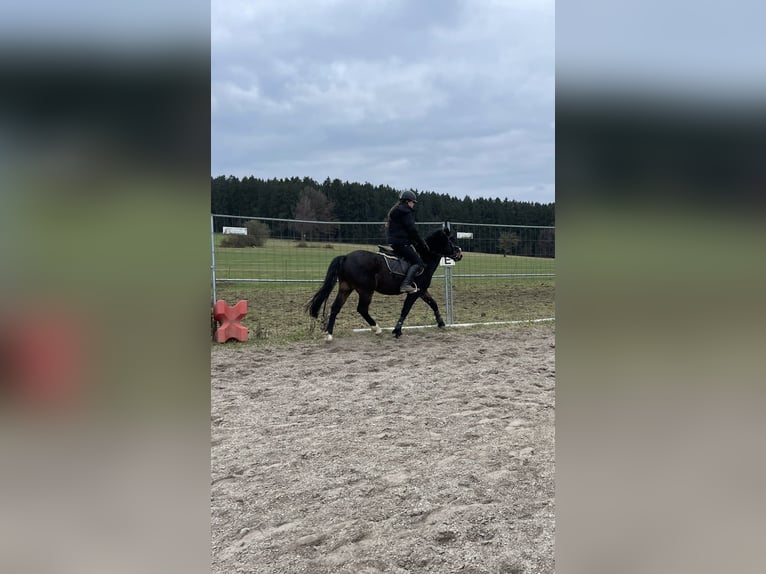 Welsh PB (Partbred) Gelding 6 years 13.1 hh Bay-Dark in Deuerling