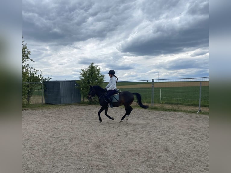 Welsh PB (Partbred) Gelding 6 years 13.1 hh Bay-Dark in Deuerling
