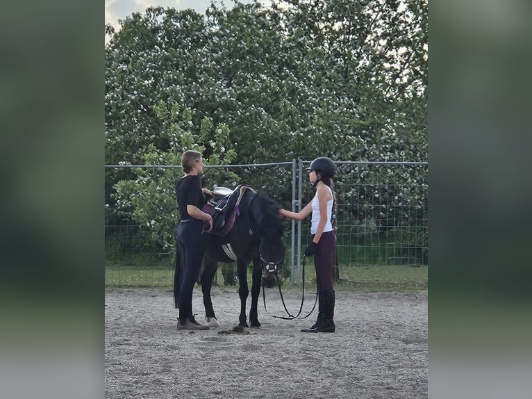 Welsh PB (Partbred) Gelding 6 years 13.1 hh Bay-Dark in Deuerling