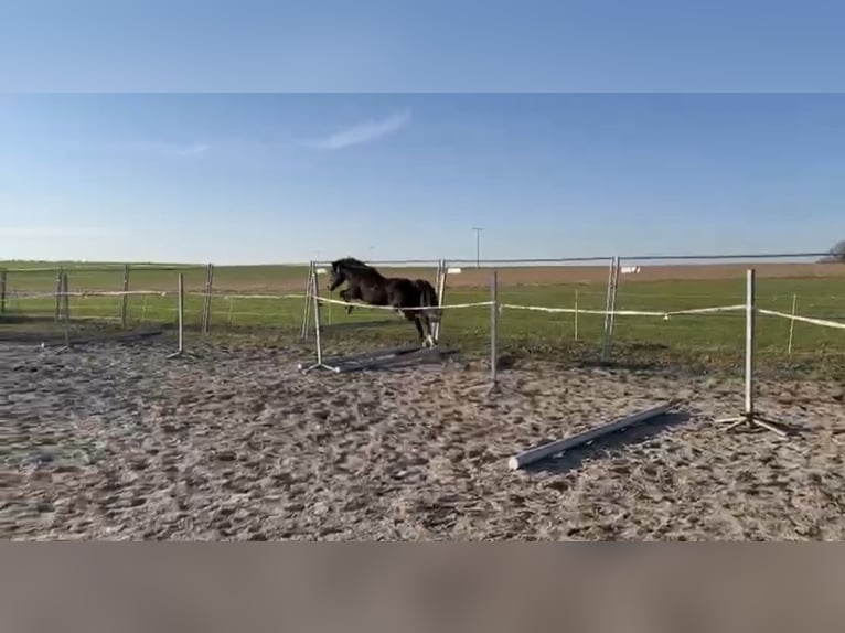 Welsh PB (Partbred) Gelding 6 years 13,1 hh Bay-Dark in Deuerling