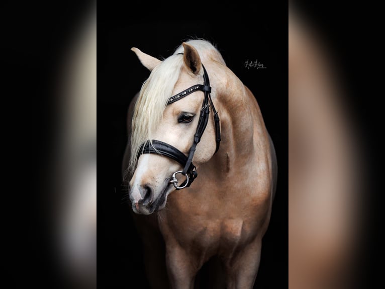 Welsh PB (Partbred) Gelding 6 years 14.1 hh Palomino in Bennekom