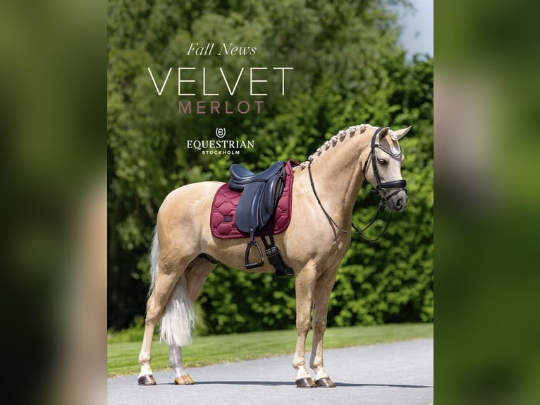 Welsh PB (Partbred) Gelding 6 years 14.1 hh Palomino in Bennekom
