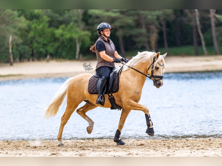Welsh PB (Partbred) Gelding 6 years 14.1 hh Palomino in Bennekom