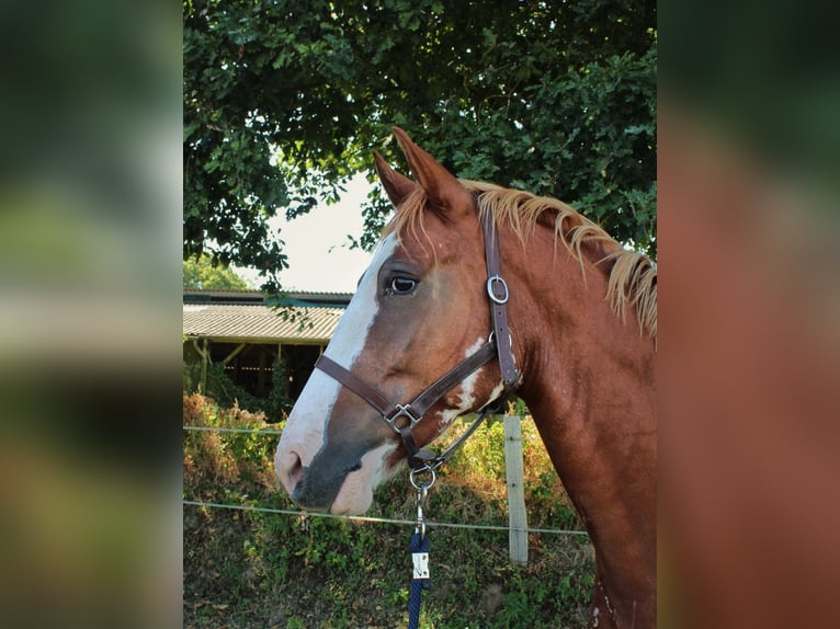Welsh PB (Partbred) Gelding 6 years 16.1 hh Overo-all-colors in Montreuil-des-Landes