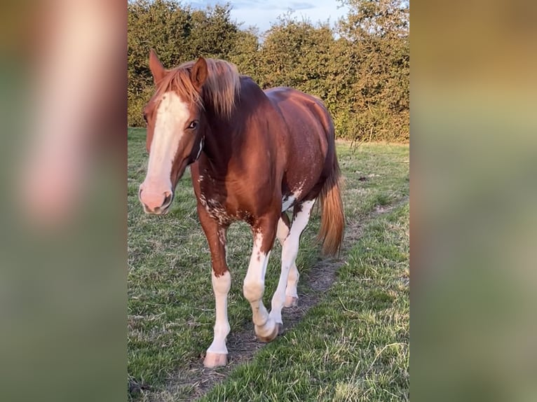 Welsh PB (Partbred) Gelding 6 years 16,1 hh Chestnut-Red in Touvois