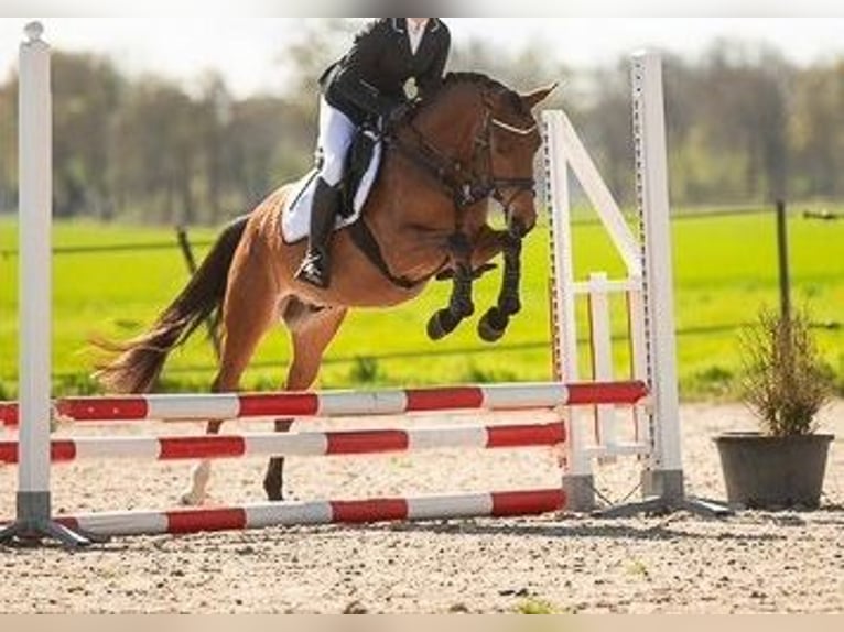 Welsh PB (Partbred) Gelding 7 years 14,1 hh Brown in Nettersheim