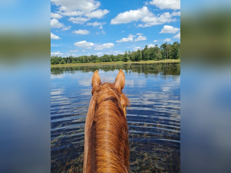 Welsh PB (Partbred) Mix Gelding 7 years 15,3 hh Chestnut-Red in Uffelte