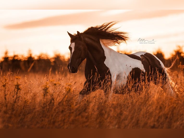 Welsh PB (Partbred) Gelding 8 years 14,3 hh in Horbruch