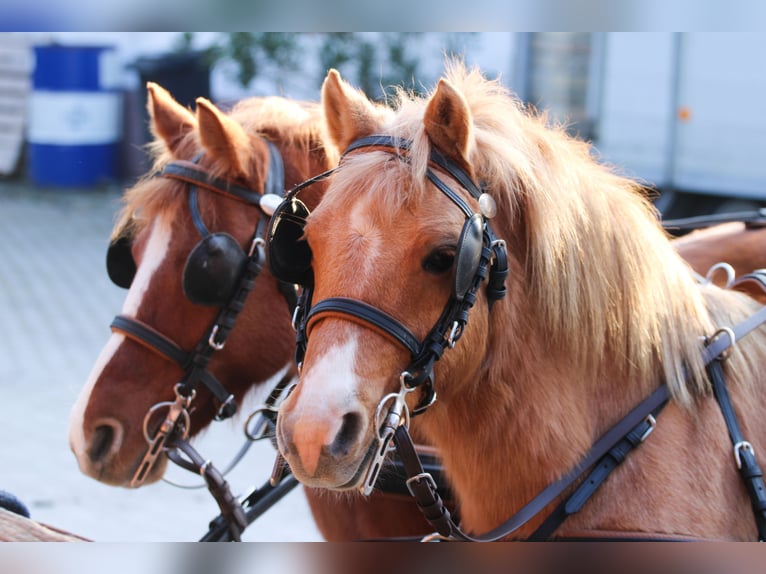 Welsh PB (Partbred) Gelding 9 years 12,2 hh Chestnut in Csopak