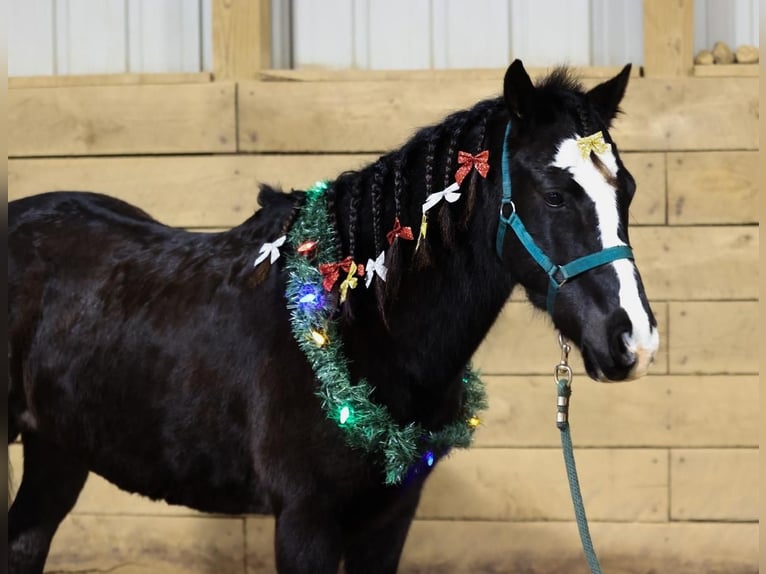 Welsh PB (Partbred) Mix Gelding 9 years 13,2 hh Black in Wykoff