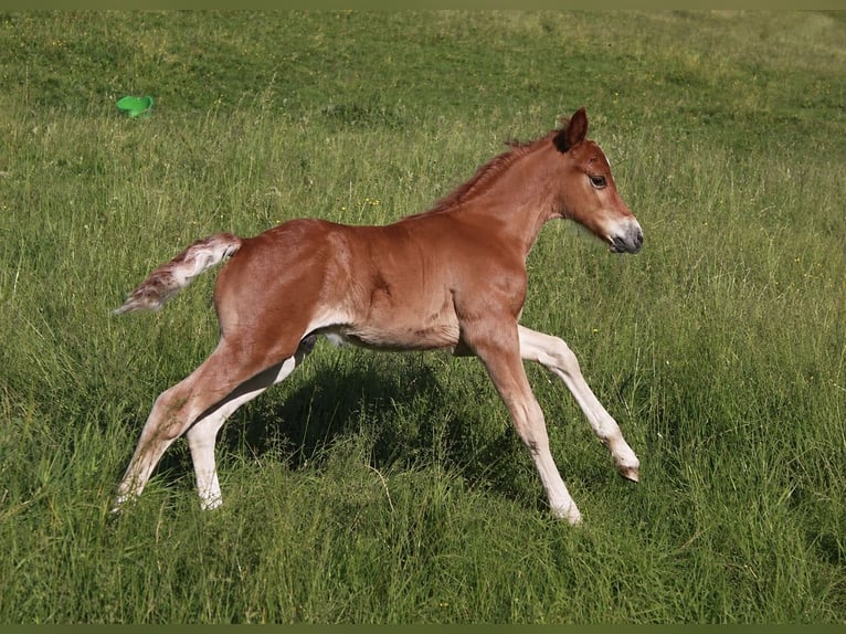 Welsh PB (Partbred) Gelding Foal (01/2026) 14.1 hh Chestnut-Red in Domsure