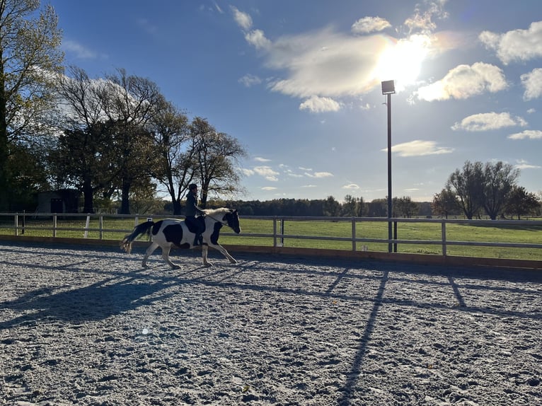 Welsh PB (Partbred) Mare 10 years 14,3 hh Pinto in Mölln/ Dreschvitz Rügen