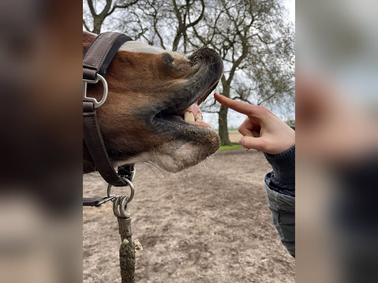 Welsh PB (Partbred) Mare 10 years 14,3 hh Pinto in Mölln/ Dreschvitz Rügen