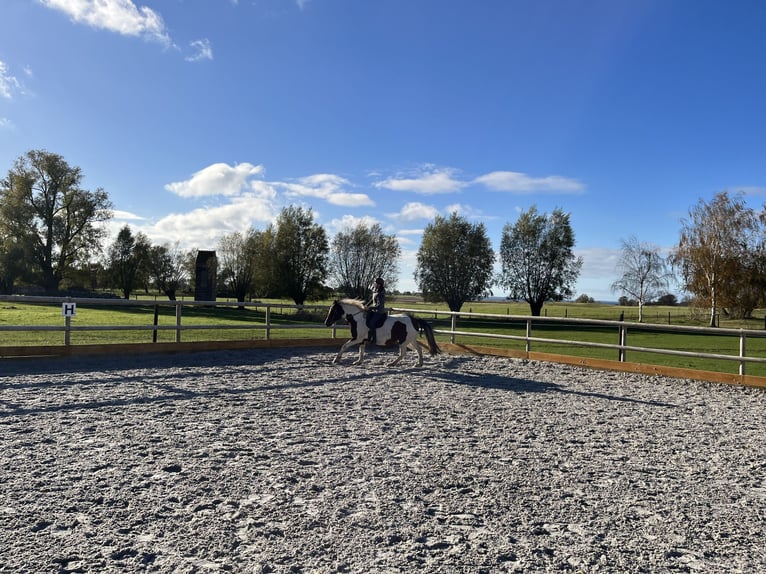 Welsh PB (Partbred) Mare 10 years 14,3 hh Pinto in Mölln/ Dreschvitz Rügen