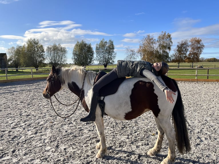 Welsh PB (Partbred) Mare 10 years 14,3 hh Pinto in Mölln/ Dreschvitz Rügen