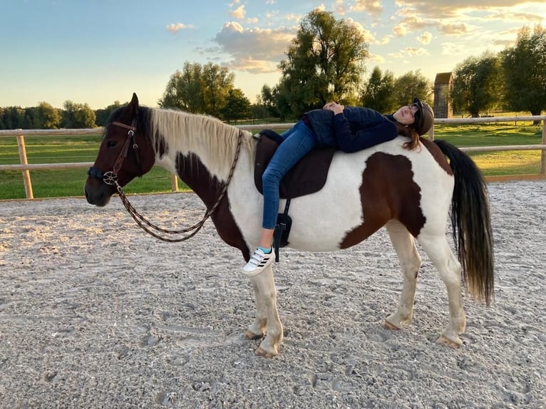 Welsh PB (Partbred) Mare 10 years 14,3 hh Pinto in Mölln/ Dreschvitz Rügen
