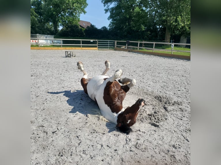 Welsh PB (Partbred) Mare 10 years 14,3 hh Pinto in Mölln/ Dreschvitz Rügen