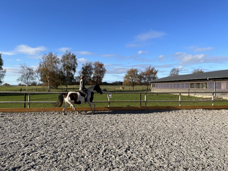 Welsh PB (Partbred) Mare 10 years 14,3 hh Pinto in Mölln/ Dreschvitz Rügen