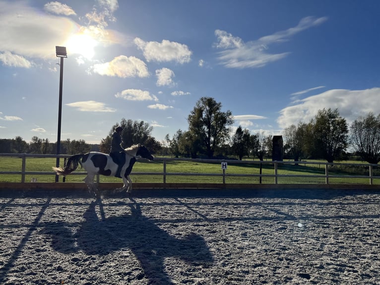 Welsh PB (Partbred) Mare 10 years 14,3 hh Pinto in Mölln/ Dreschvitz Rügen