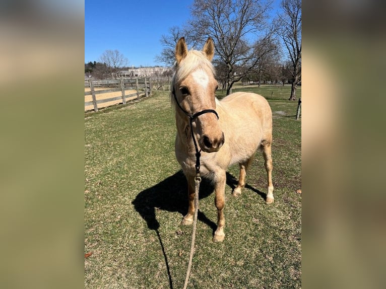 Welsh PB (Partbred) Mix Mare 11 years 13 hh Palomino in Lancaster Welsh PB (Partbred) Mix Mare 11 years 13 hh Palomino in Lancaster