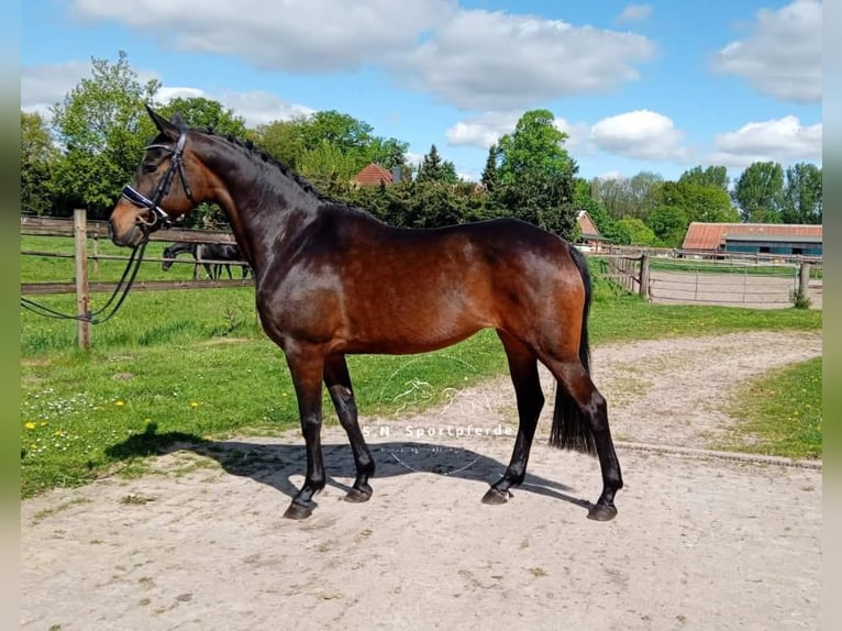 Welsh PB (Partbred) Mare 11 years 14,1 hh Brown in Regesbostel