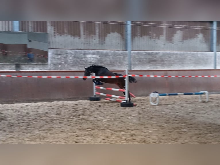 Welsh PB (Partbred) Mare 11 years 14,1 hh Brown in Regesbostel