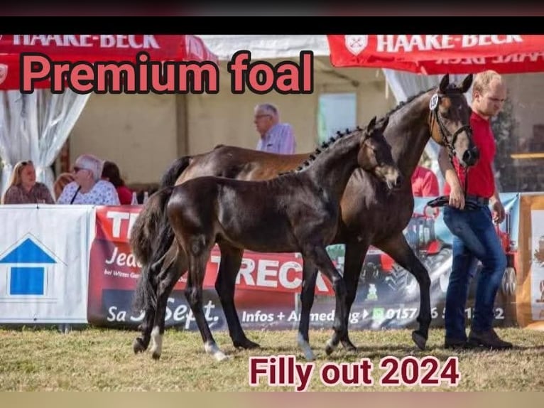 Welsh PB (Partbred) Mare 11 years 14,1 hh Brown in Regesbostel