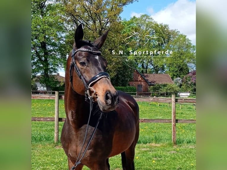 Welsh PB (Partbred) Mare 11 years 14,1 hh Brown in Regesbostel