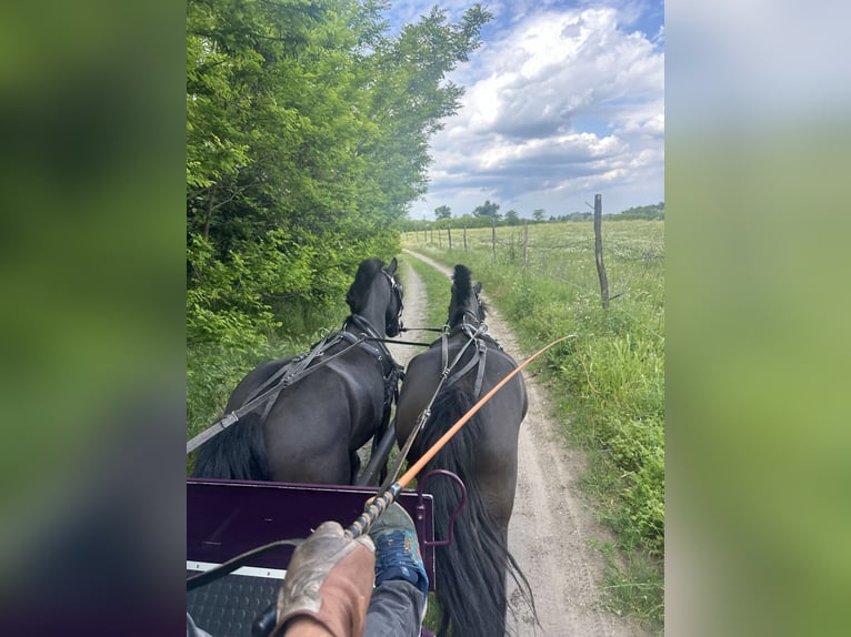 Welsh PB (Partbred) Mare 12 years 12,1 hh Black in B&#xE1;csalm&#xE1;s