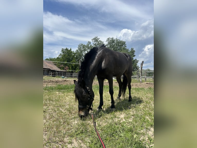 Welsh PB (Partbred) Mare 12 years 12,1 hh Black in B&#xE1;csalm&#xE1;s