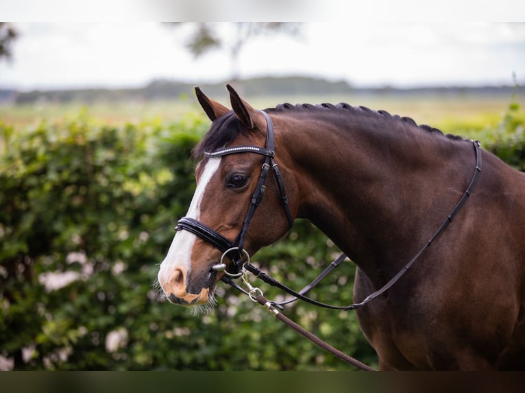 Welsh PB (Partbred) Mare 12 years 14,2 hh Brown in Wapserveen