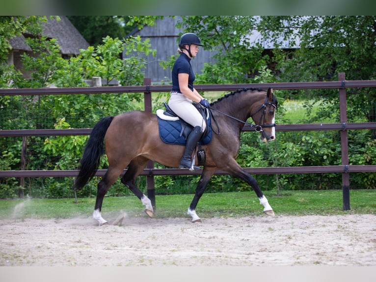 Welsh PB (Partbred) Mare 12 years 14,2 hh Brown in Wapserveen
