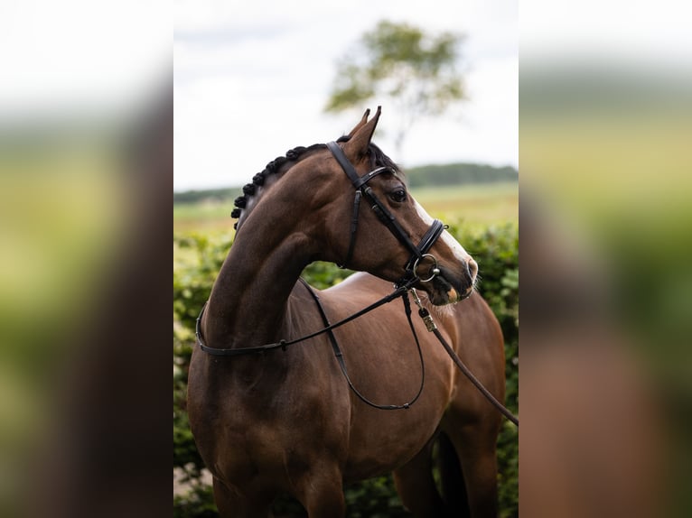 Welsh PB (Partbred) Mare 12 years 14,2 hh Brown in Wapserveen