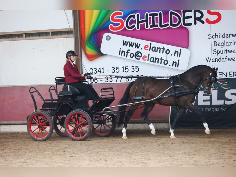 Welsh PB (Partbred) Mare 12 years 14,2 hh Brown in Wapserveen