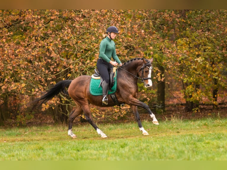 Welsh PB (Partbred) Mare 12 years 14,2 hh Brown in Wapserveen