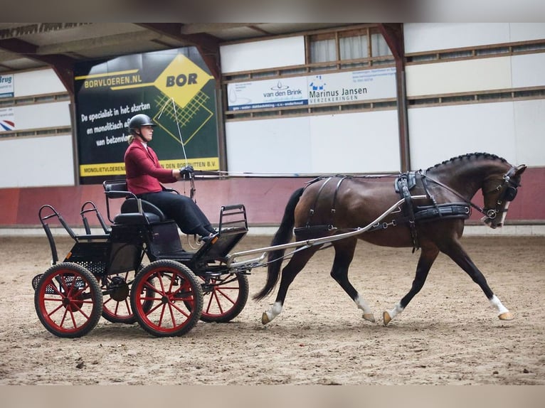 Welsh PB (Partbred) Mare 12 years 14,2 hh Brown in Wapserveen