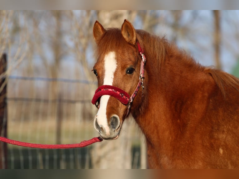 Welsh PB (Partbred) Mix Mare 13 years 12,2 hh Chestnut in Paloznak