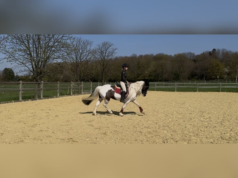 Welsh PB (Partbred) Mare 13 years 14.1 hh Pinto in Langenfeld