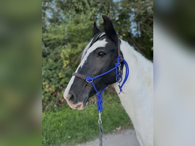 Welsh PB (Partbred) Mare 13 years 14.1 hh Pinto in Langenfeld