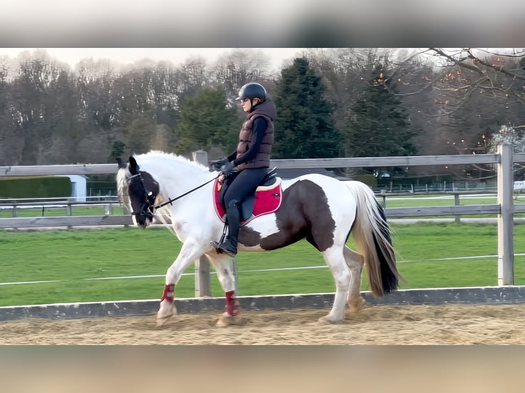 Welsh PB (Partbred) Mare 13 years 14.1 hh Pinto in Langenfeld